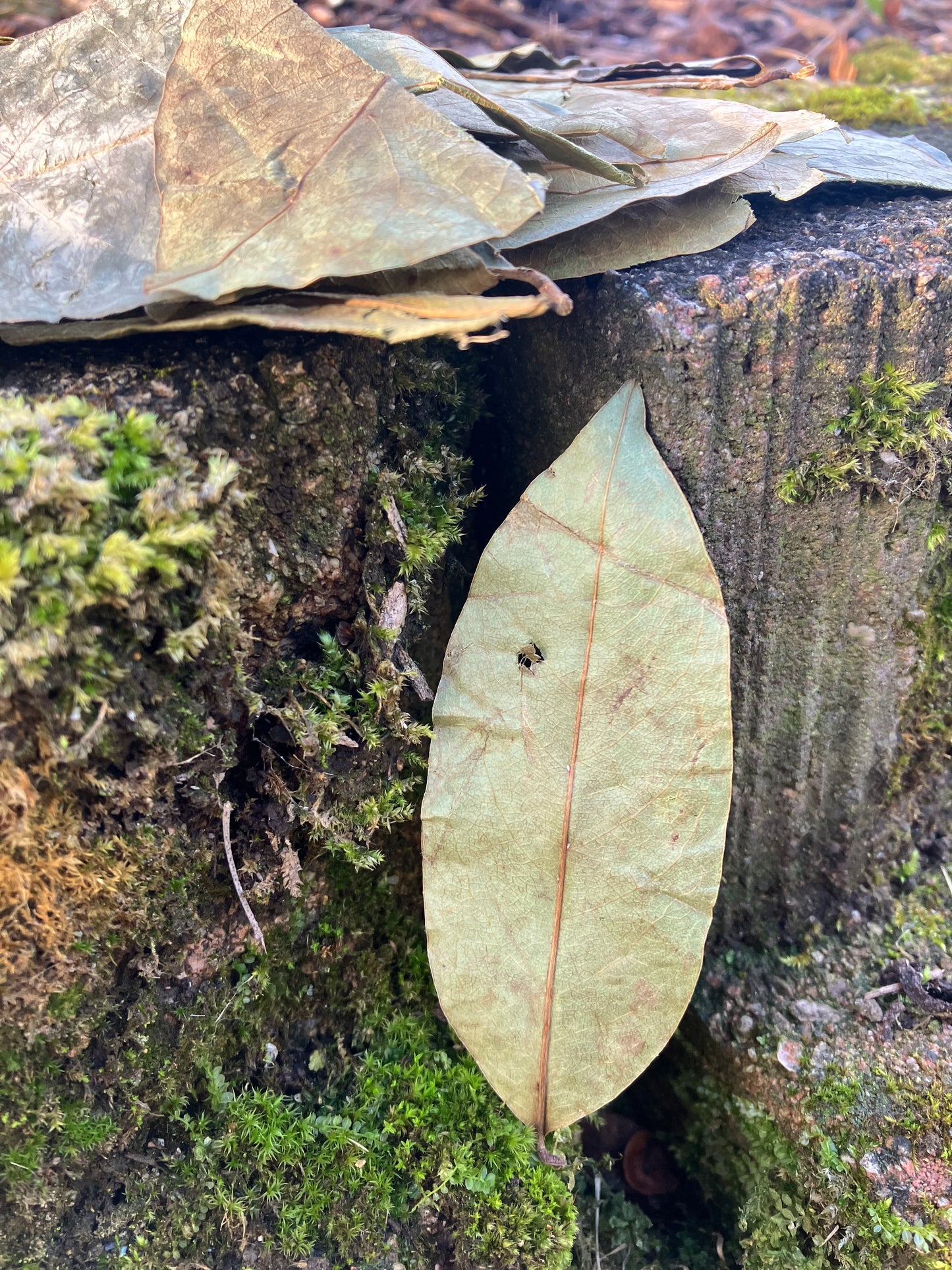 wild guanabana (soursop) leaves