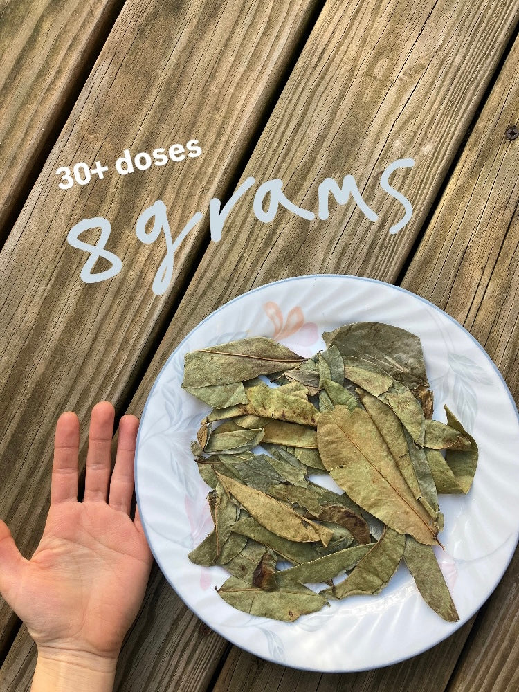 wild guanabana (soursop) leaves