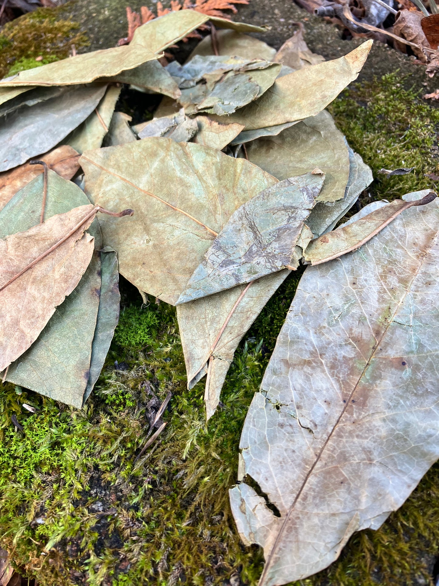 wild guanabana (soursop) leaves